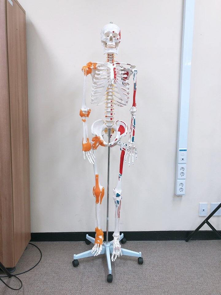 Human Skeleton Model 사진
